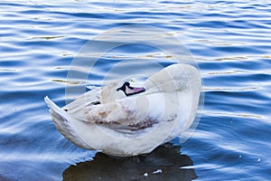 Swan in Pond