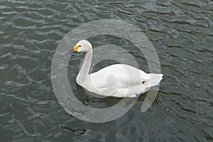 Swan in the pond.