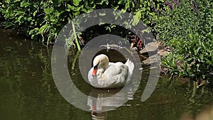 Swan in a pond, cleaning itself (Animals)