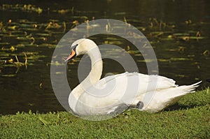 Swan on the pond close-up. Bird, wildlife, birds, animals, beauty