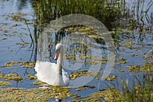 A swan in a pond photo