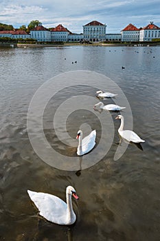 Swan in pond near Nymphenburg Palace. Munich, Bavaria, Germany