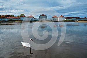 Swan in pond near Nymphenburg Palace. Munich, Bavaria, Germany