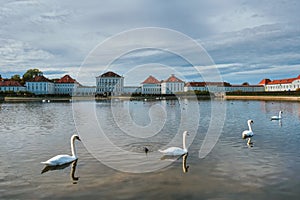 Swan in pond near Nymphenburg Palace. Munich, Bavaria, Germany