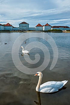 Swan in pond near Nymphenburg Palace. Munich, Bavaria, Germany