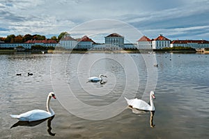 Swan in pond near Nymphenburg Palace. Munich, Bavaria, Germany