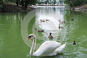 Swan in a pond. White swan with ducks in the lake.