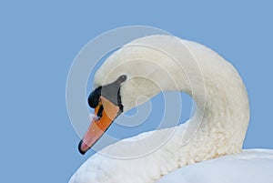 Swan portrait with feather