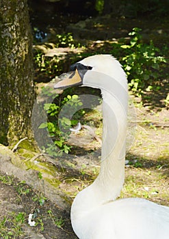 Swan portrait