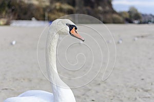 Swan pose on the beach