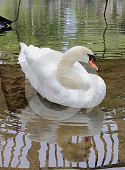 Swan Posing