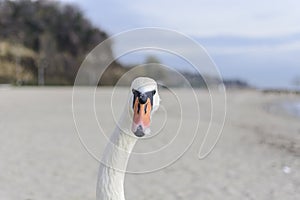 Swan pose on the beach