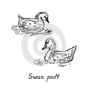 Swan poults, hand drawn doodle sketch with inscription