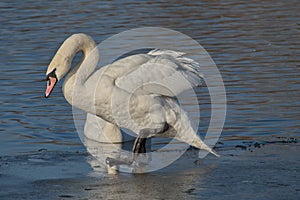 Swan preen