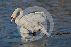 Swan preen photo