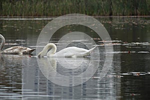 swan preening self floating in Dark Resevoir Brook Auburn, Ma