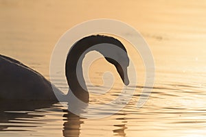 Swan in profile