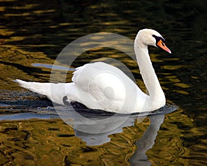 Swan Profile Swimming