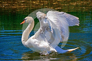 Swan