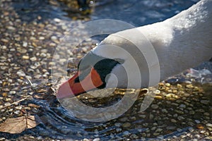 Swan Pushing Leaf