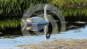 Swan reflections