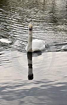 Swan Reflections