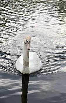 Swan Reflections