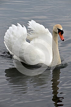 Swan Reflections