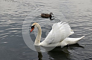 Swan Reflections