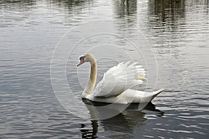 Swan Reflections