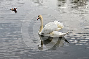 Swan Reflections