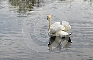 Swan Reflections