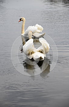 Swan Reflections