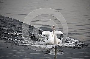 Swan Reflections