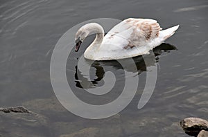 Swan Reflections