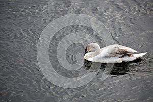 Swan Reflections