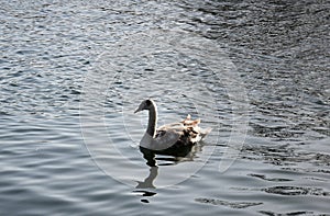 Swan Reflections