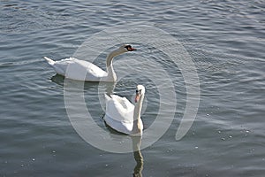 Swan Reflections