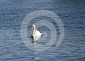 Swan Reflections