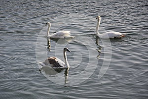 Swan Reflections