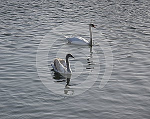 Swan Reflections