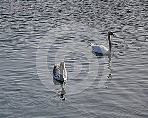 Swan Reflections