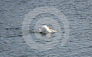 Swan Reflections