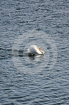 Swan Reflections