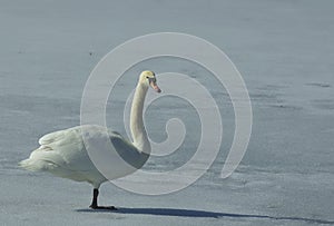 Swan Reflections