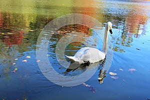 A swan among the reflections in the lake