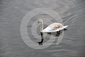 Swan Reflections