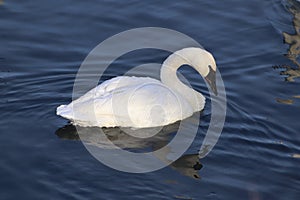 Swan Reflections on the River