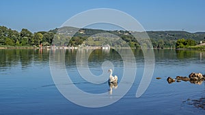 A swan on the RhÃ´ne with a view of the port of Viviers