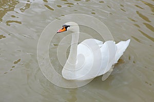 The Swan in the river